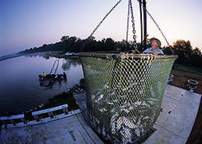 A net full of harvested fish.