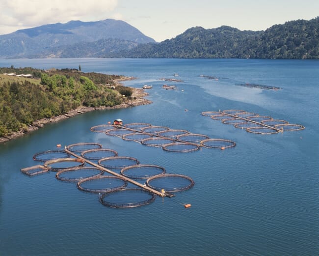 A Chilean salmon farm.