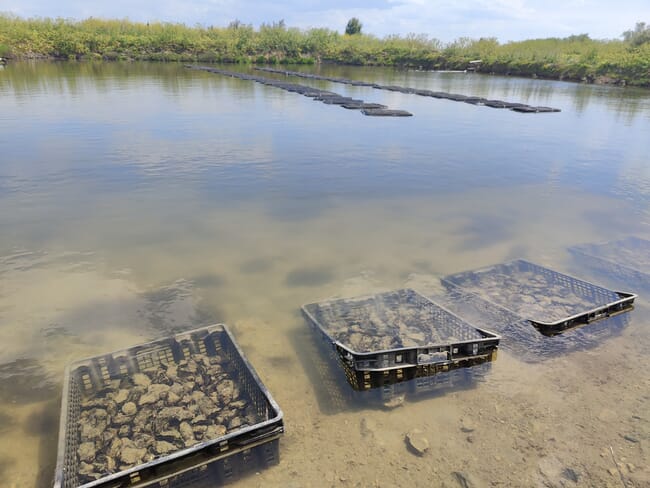 Oysters in a pond.