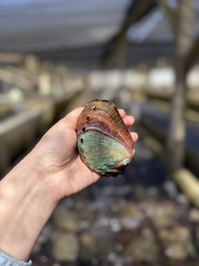 An abalone in someone's hand.