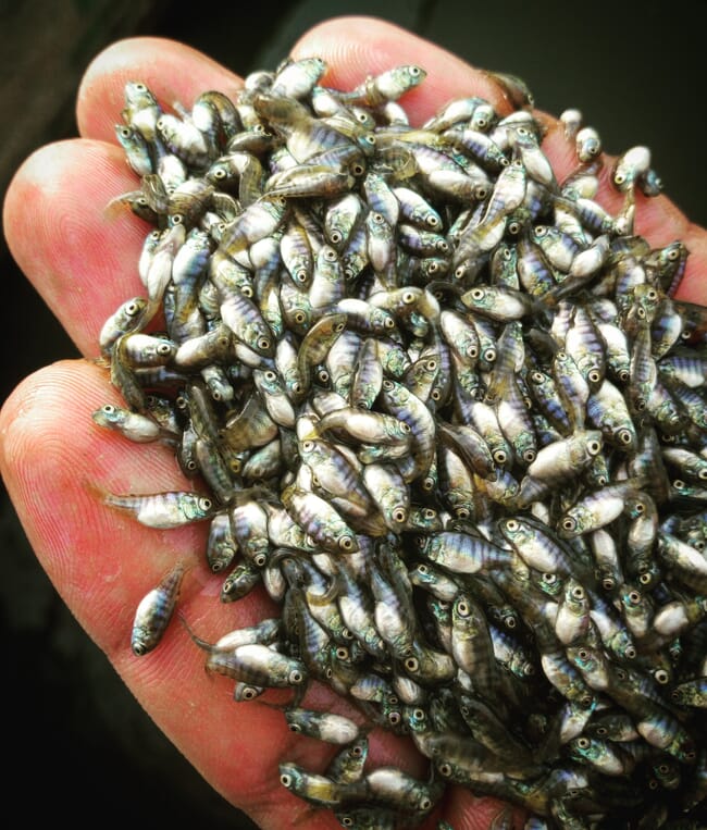 A handful of tiny fish.