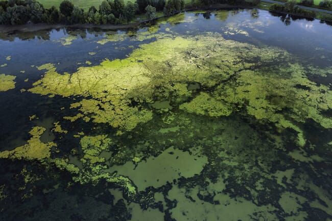An algal bloom.