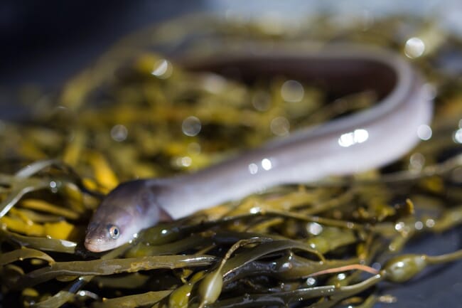 American eel