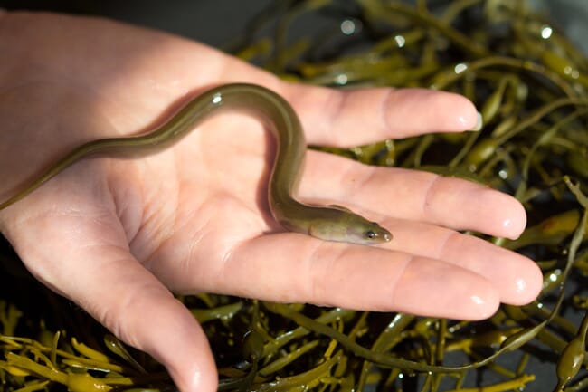 American eel in palm of hand