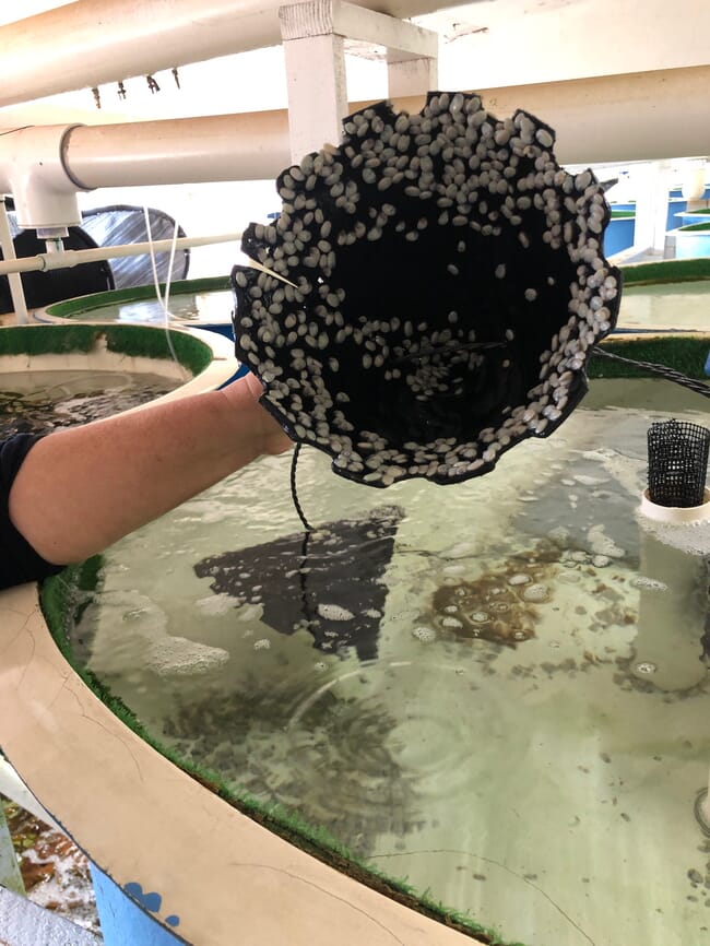 Juvenile red abalone (Haliotis rufescens).