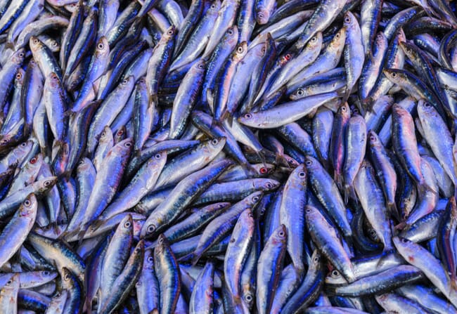 A pile of fished anchovies.