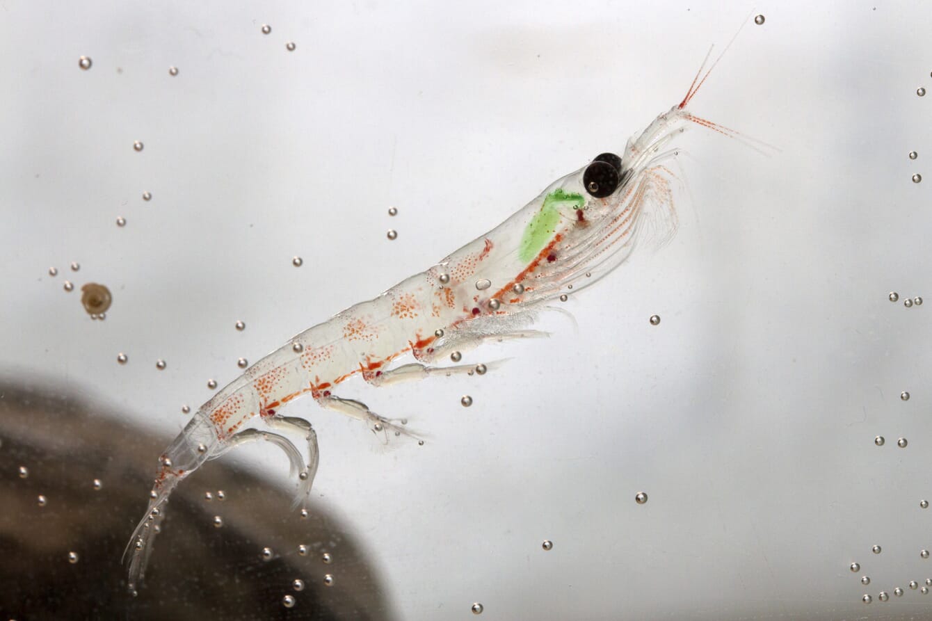 a close up of a krill