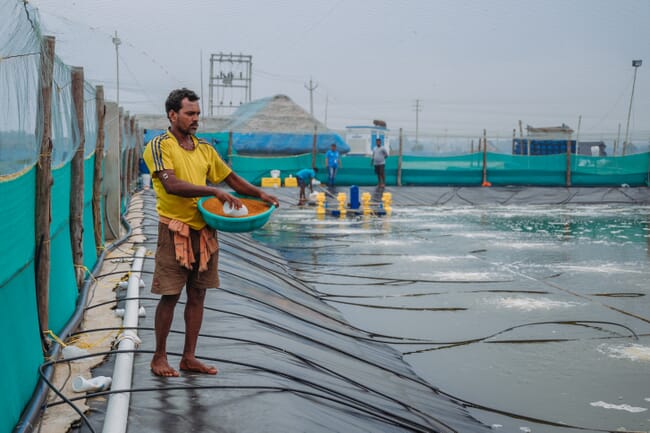 man about to throw aquafeed into a shrimp pond