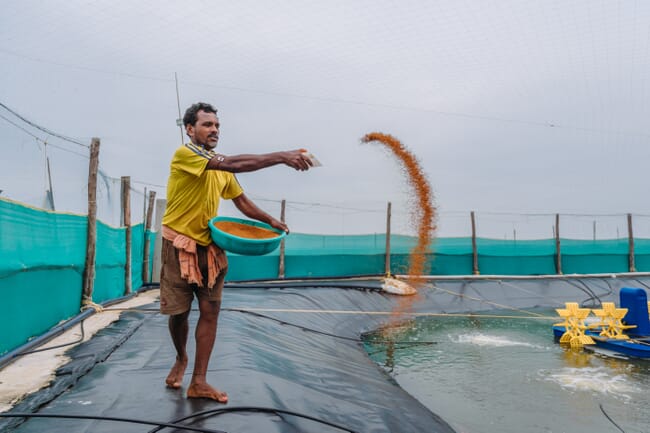 person hand feeding a shrimp pond