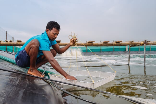 man taking a biomass sample from a shrimp farm