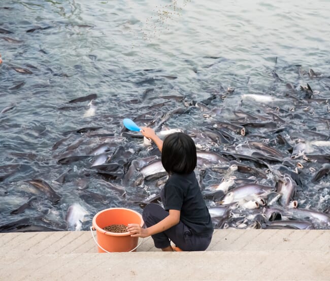 A girl feeding fish.
