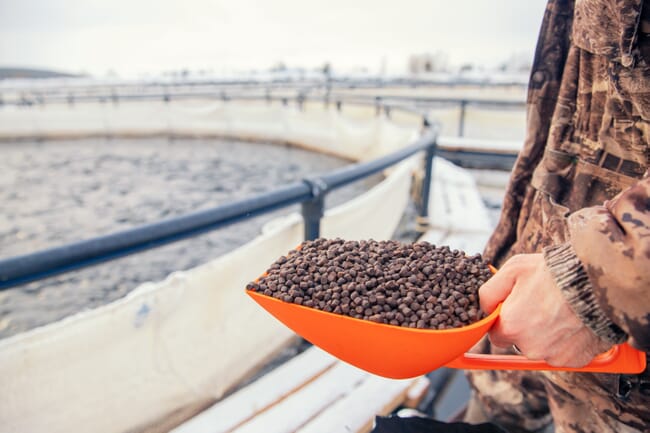 A scoop full of fish feed pellets.