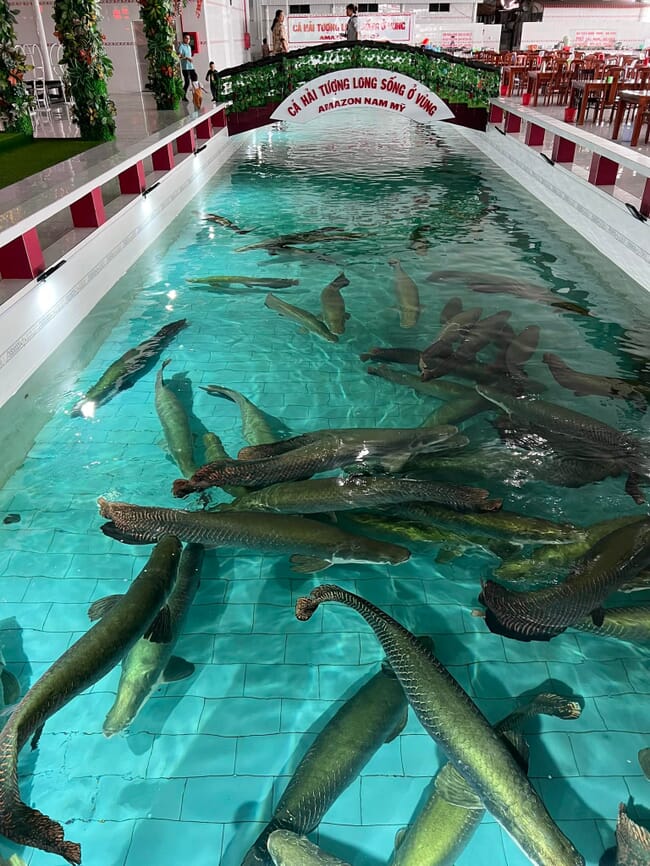 Many fish in an indoor pond.