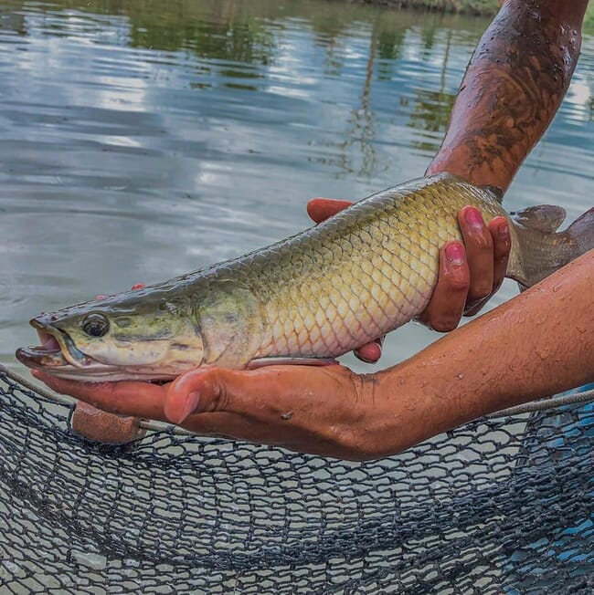 A man holding a fish.