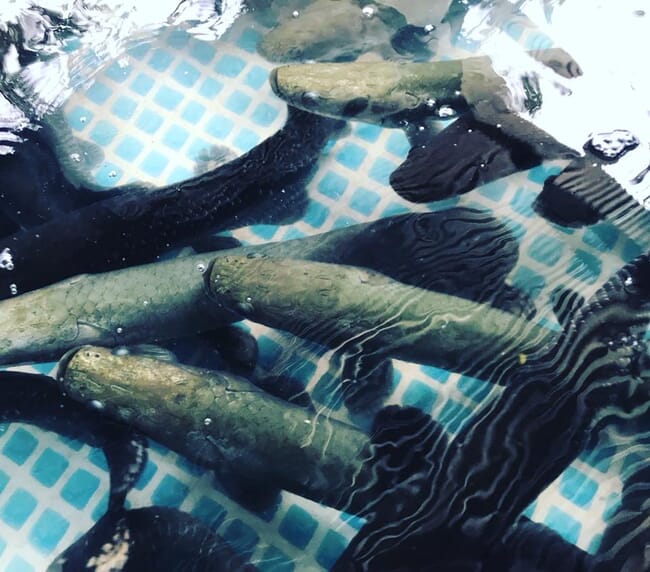 Shoal of fish in water.