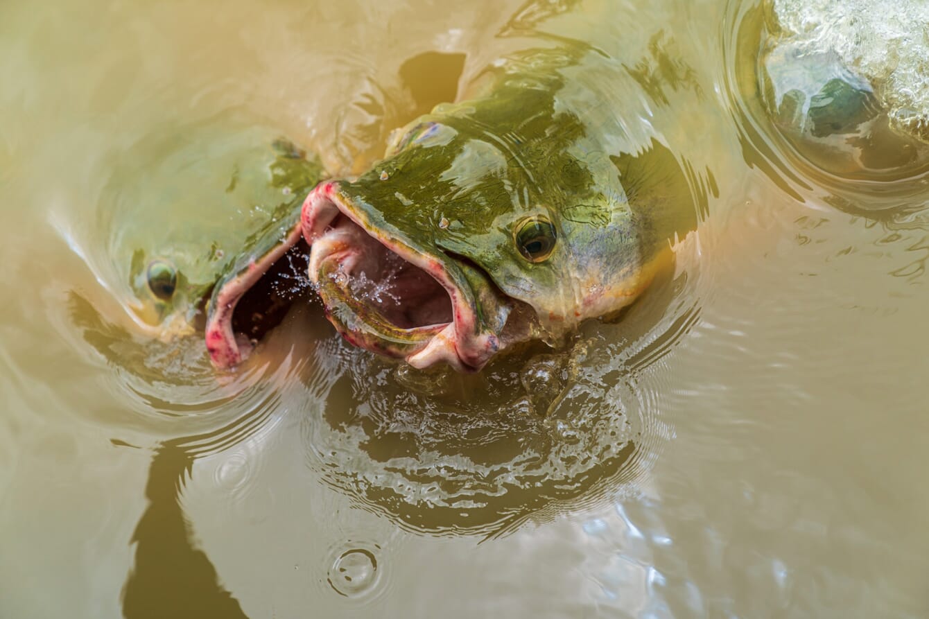 Three fish heads emerging from the water.