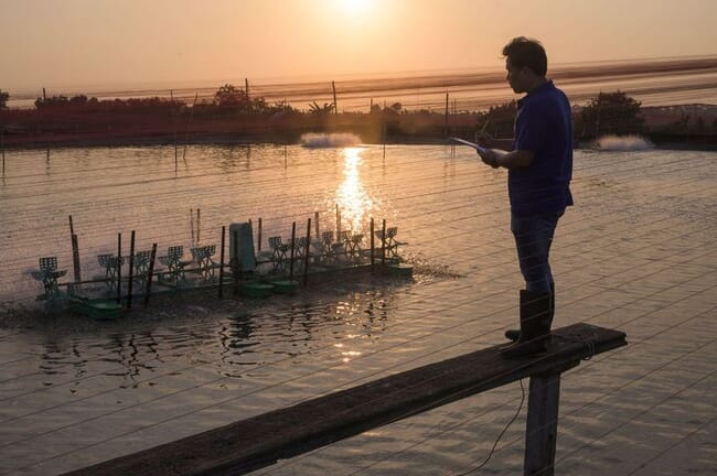 A person silhouetted against a shrimp pond.