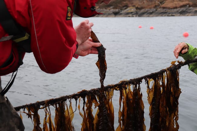 Farmed seaweed.