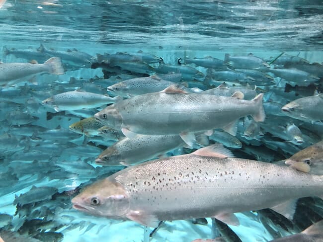 Salmon in an indoor tank.