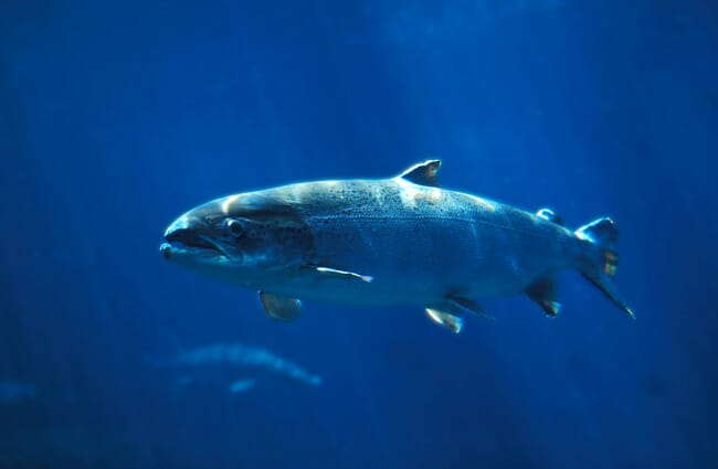 An atlantic salmon swimming underwater.