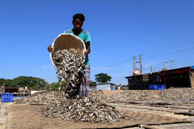 A man harvesting fish in Bangladesh.