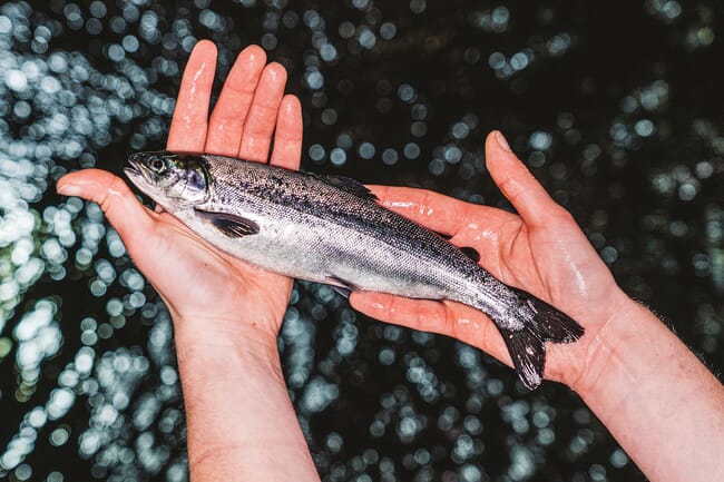 An Atlantic salmon smolt.