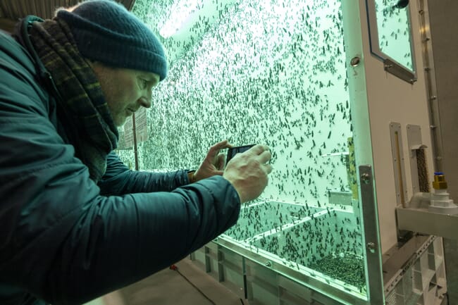 A man photographing flies in a tank.