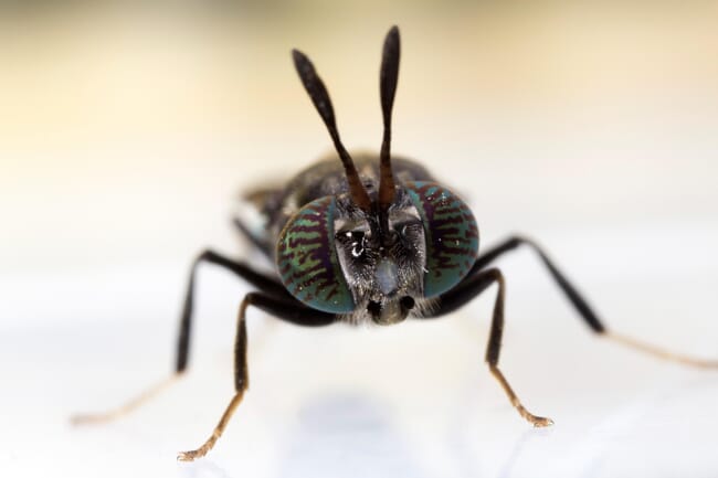 A close-up photo of a black soilder fly, commonly used as alternative proteins.