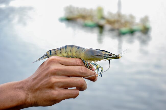 A man holding a shrimp.