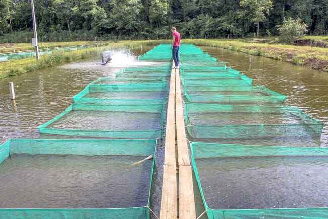 A man on a freshwater farm.