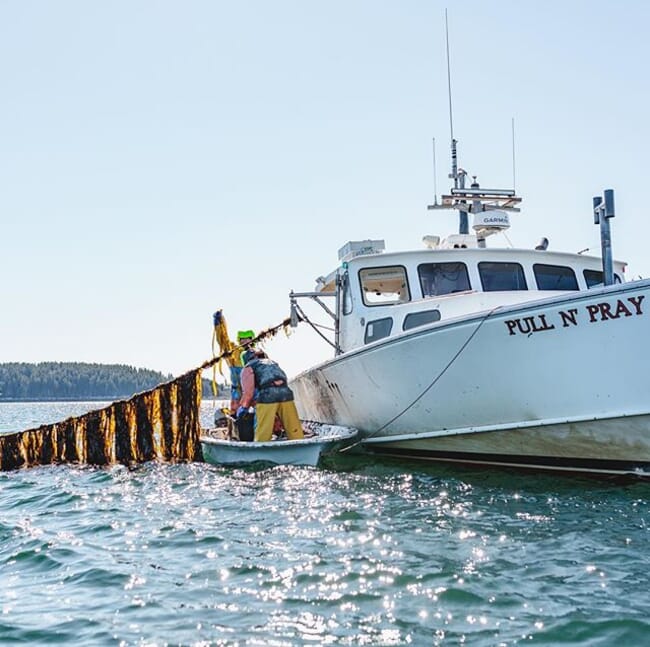 Hauling rope-grown seaweed into a boat.