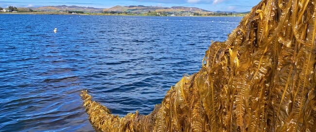 Rope-grown seaweed being harvested
