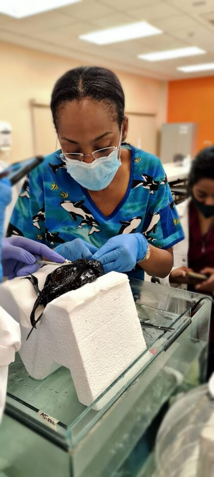 Dr Savage performing fish surgery