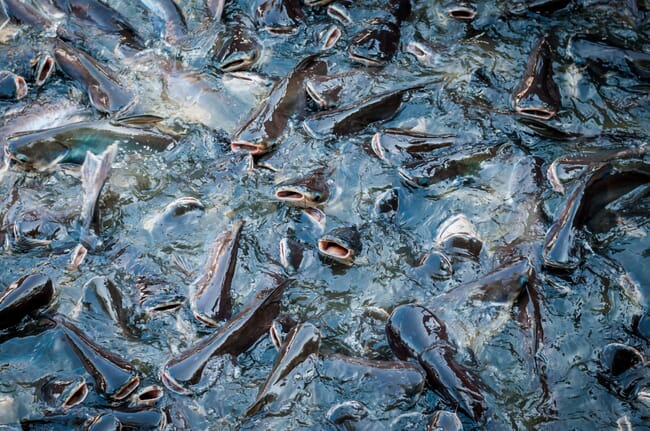 A catfish farm.