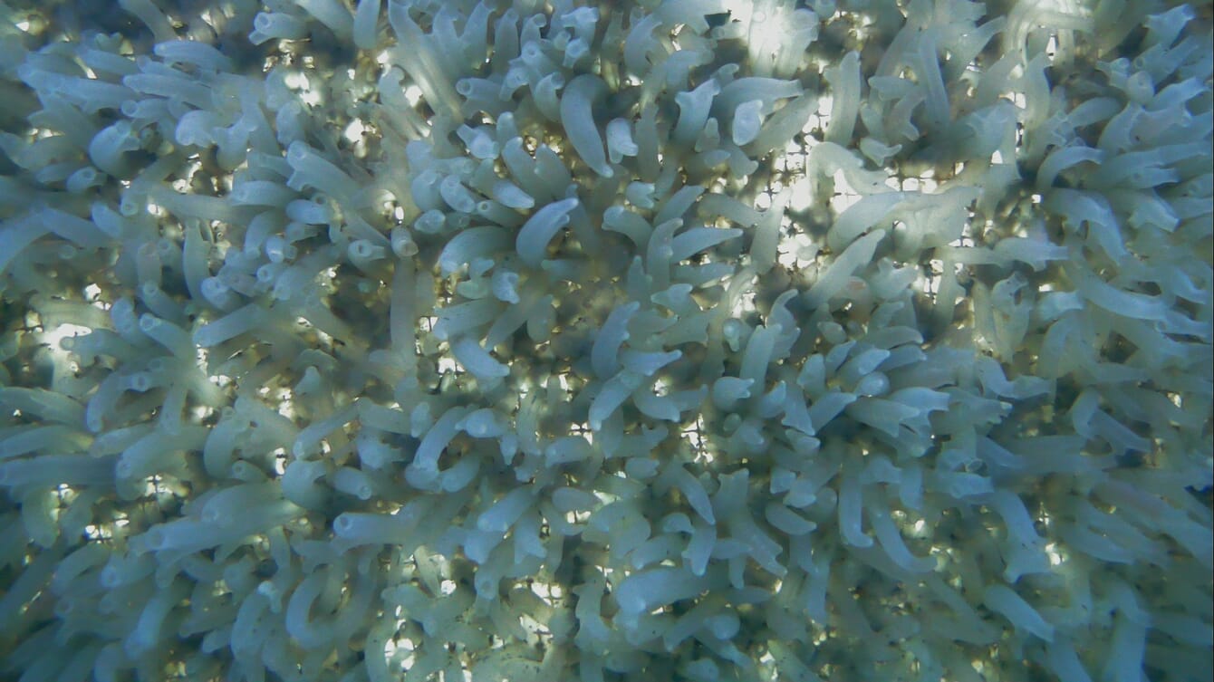 Sea squirts growing on a net.