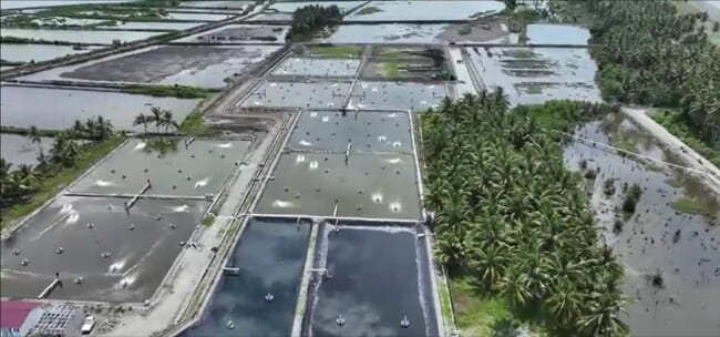 An aerial view of shrimp ponds