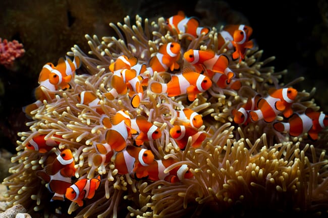 Clownfish and anemone.