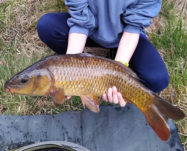 A fish caught from a lake.
