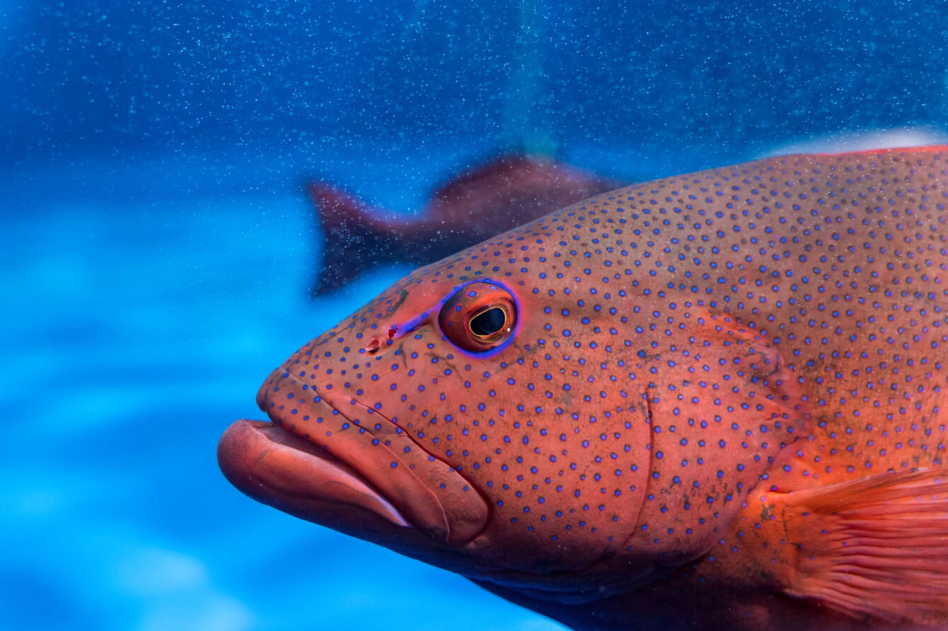 A large fish under the water.