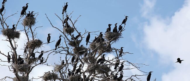 A flock of birds in a tree,