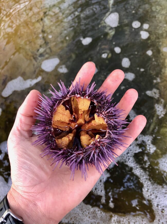 A cracked sea urchin.