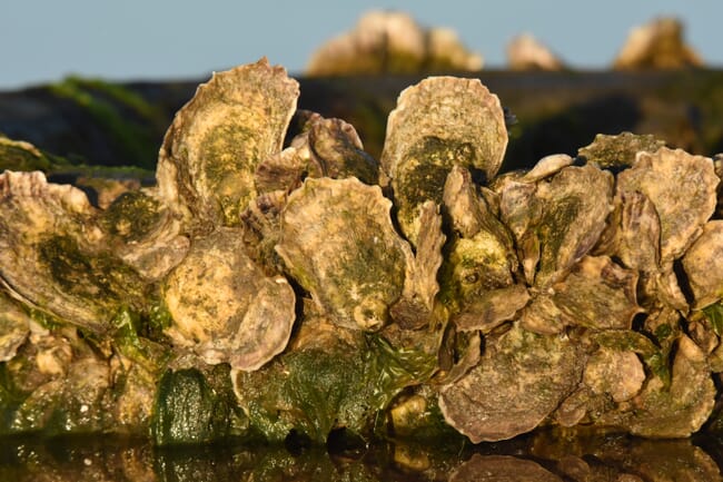 Eastern oysters.