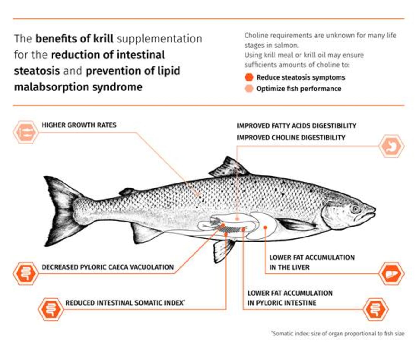 a diagram showing a salmon's digestive tract