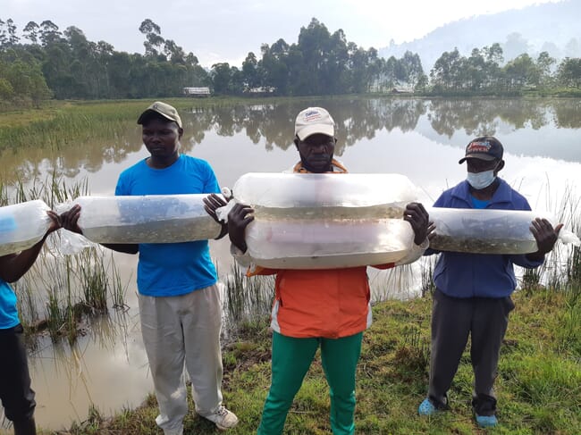 Stocking tilapia fingerlings in a pond