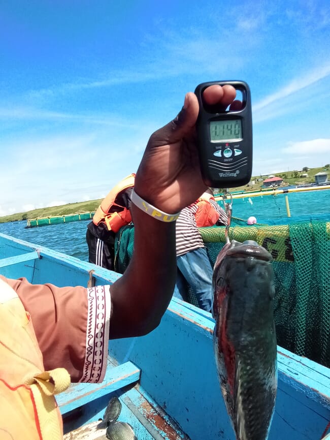 weighing a farmed tilapia