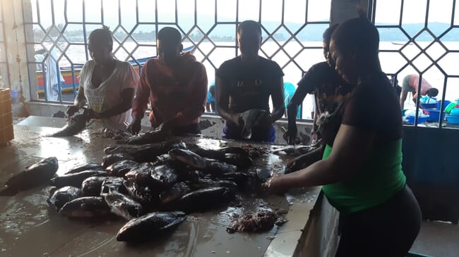 group of women processing farmed tilapia