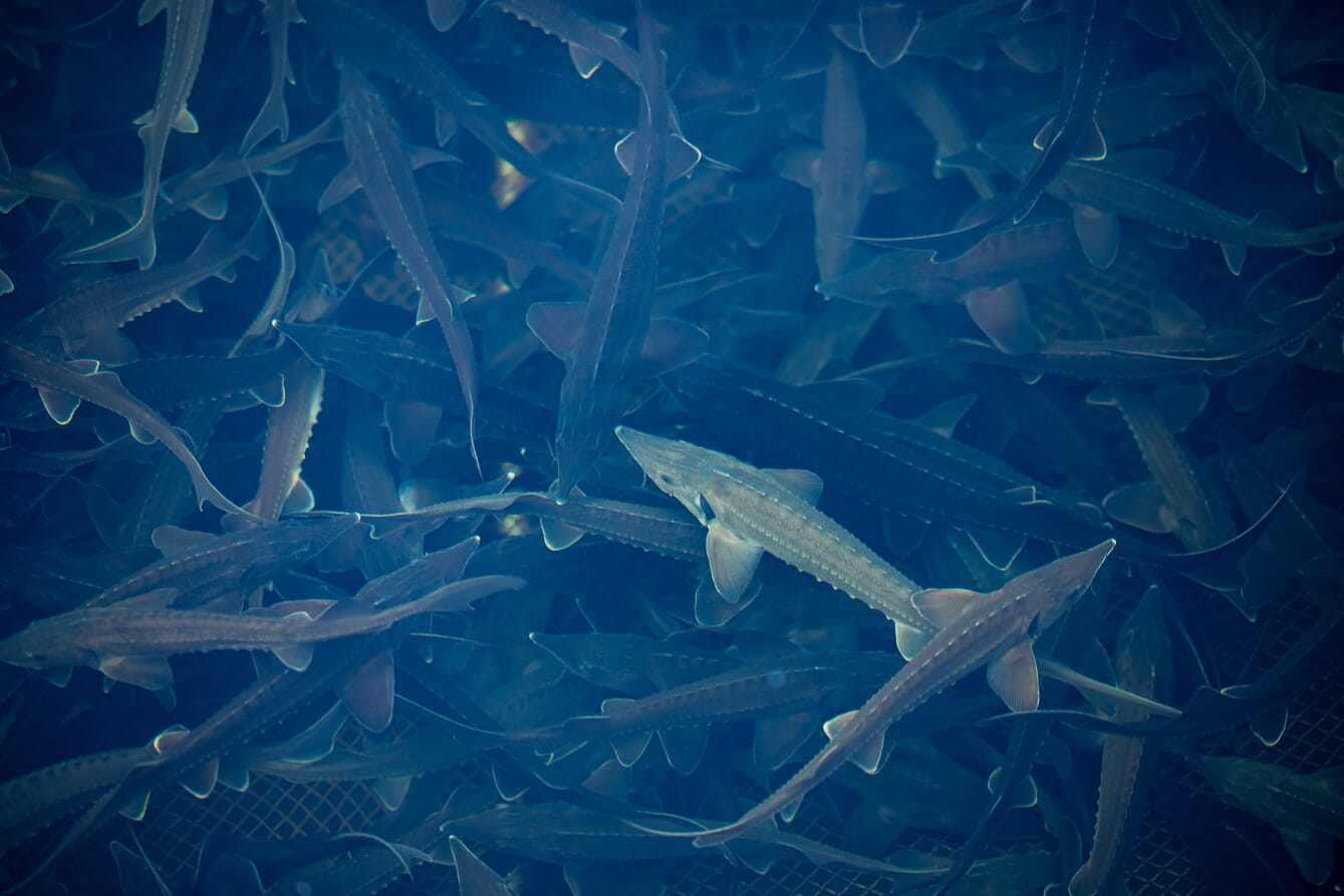 A shoal of sturgeon in a farm tank.
