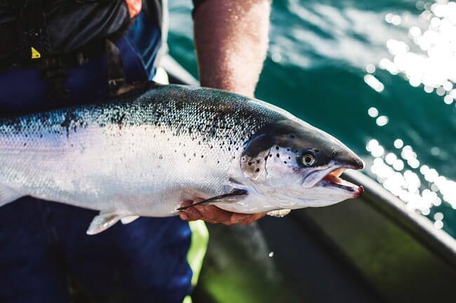 A man holding an adult salmon.