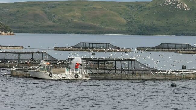 Macquarie Harbour salmon farm.