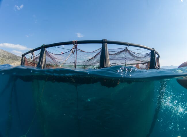 underwater view of a fish pen